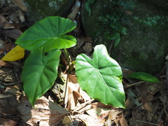 Alocasia odora