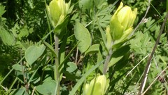 Castilleja lutescens