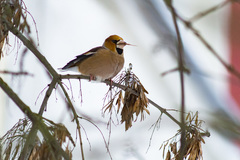 Coccothraustes coccothraustes