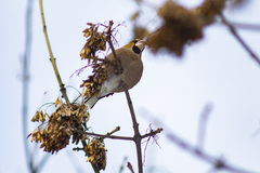 Coccothraustes coccothraustes