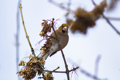 Coccothraustes coccothraustes