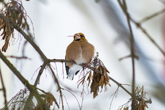 Coccothraustes coccothraustes