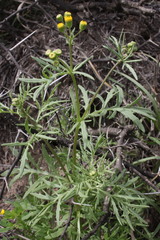 Senecio brigalowensis