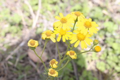 Senecio brigalowensis