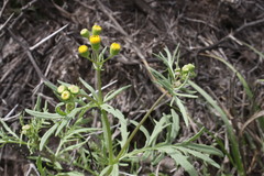 Senecio brigalowensis