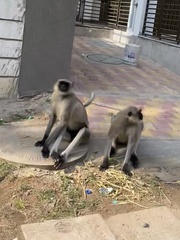 Semnopithecus entellus