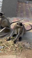 Semnopithecus entellus