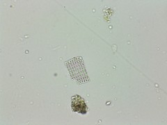 Thiopedia rosea