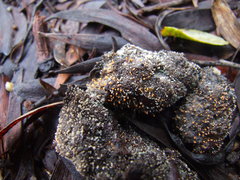 Stilbella fimetaria