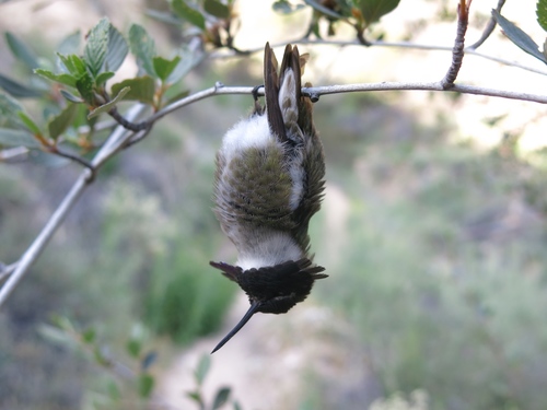 Costa's Hummingbird photographed in California