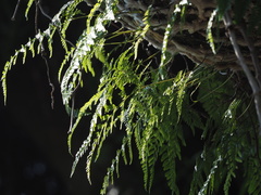 Davallia griffithiana