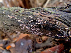 Peniophora malenconii