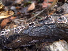 Peniophora malenconii