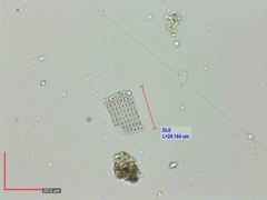 Thiopedia rosea