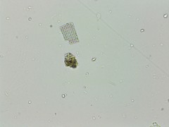 Thiopedia rosea