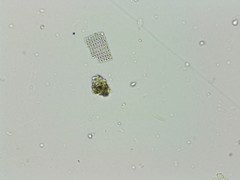 Thiopedia rosea