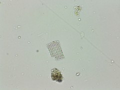 Thiopedia rosea