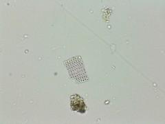 Thiopedia rosea
