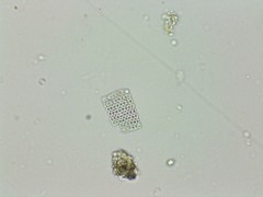 Thiopedia rosea