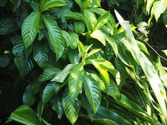 Saurauia tristyla oldhamii