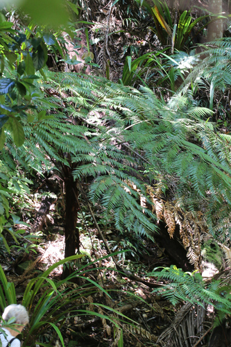 Dicksonia youngiae observed 2021-10-03