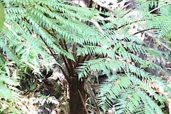 Dicksonia youngiae