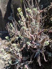 Dudleya verityi