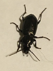 Pterostichus adstrictus