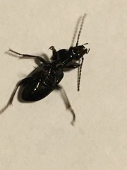 Pterostichus adstrictus