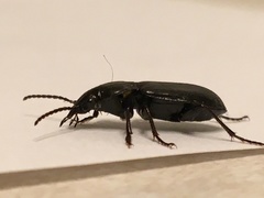 Pterostichus adstrictus