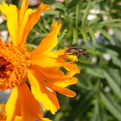 Lycastrirhyncha nitens