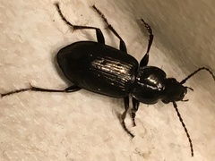 Pterostichus adstrictus