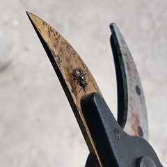 Lycastrirhyncha nitens