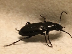 Pterostichus adstrictus