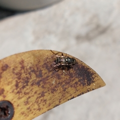 Lycastrirhyncha nitens