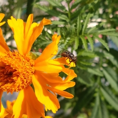 Lycastrirhyncha nitens