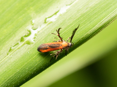Oedematopoda