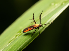 Oedematopoda
