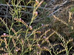 Limonium duriusculum