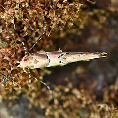 Anatrachyntis rileyi