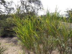 Acacia caroleae