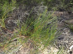 Acacia caroleae