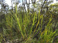 Acacia caroleae