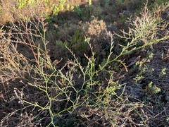 Limonium duriusculum
