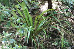 Helmholtzia glaberrima