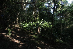 Dracaena aletriformis