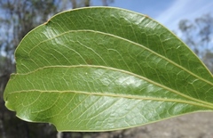 Acacia wardellii