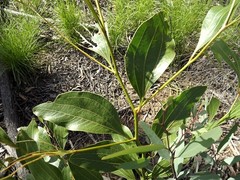Acacia wardellii