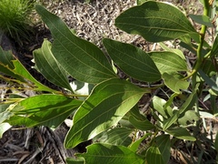 Acacia wardellii