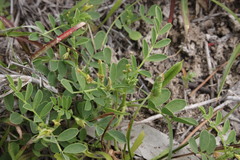 Swainsona luteola